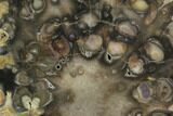 Petrified Seed Fern (Rhexoxylon) Slab - Zimbabwe #99261-1